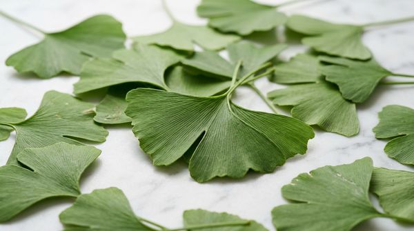Ginkgo biloba